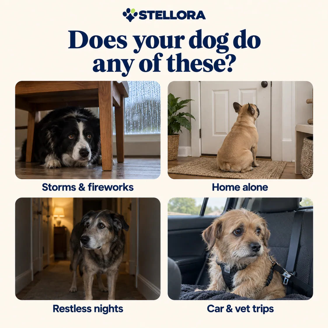 Does your dog do any of these? Four everyday moments of fear