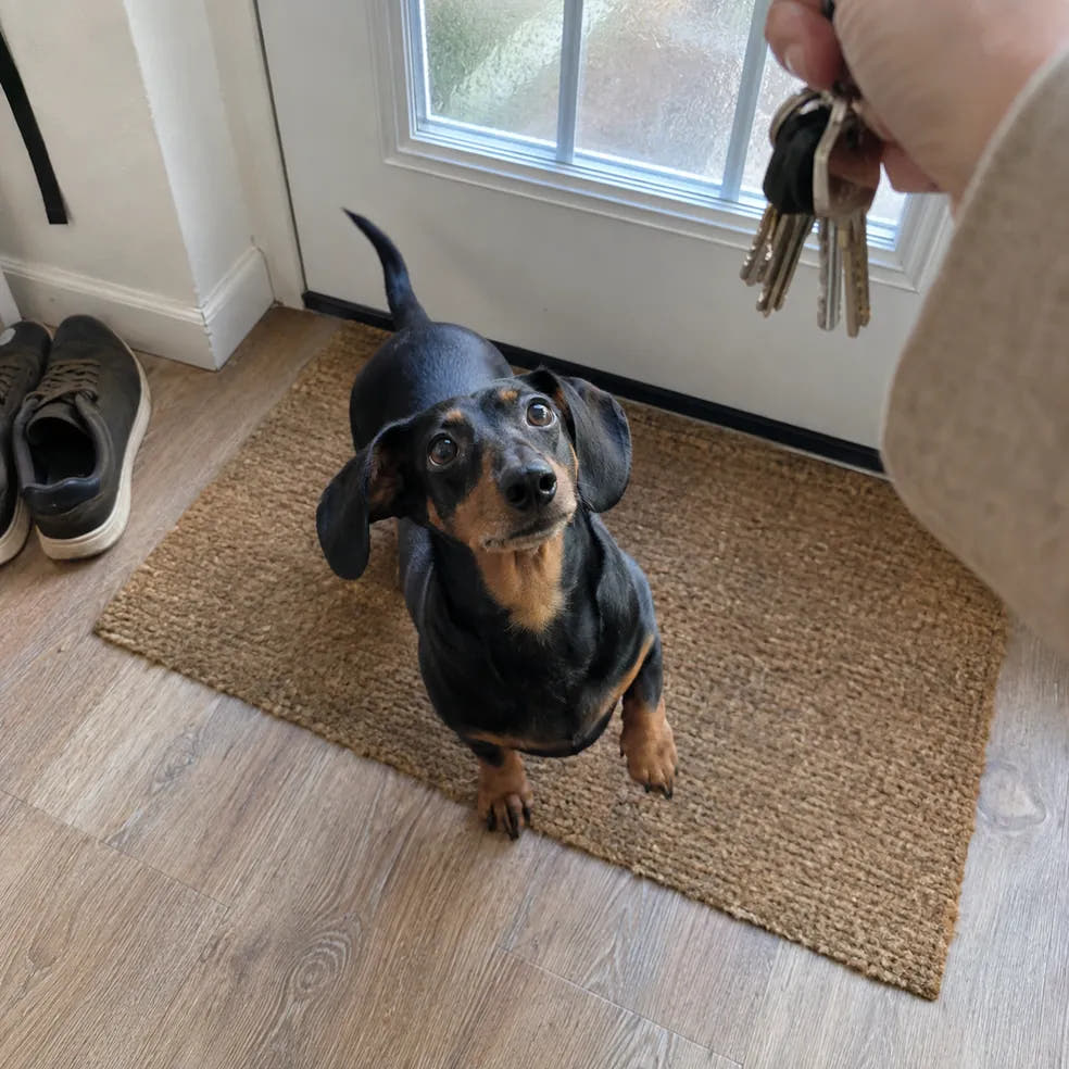 A dog waiting alone at the front door