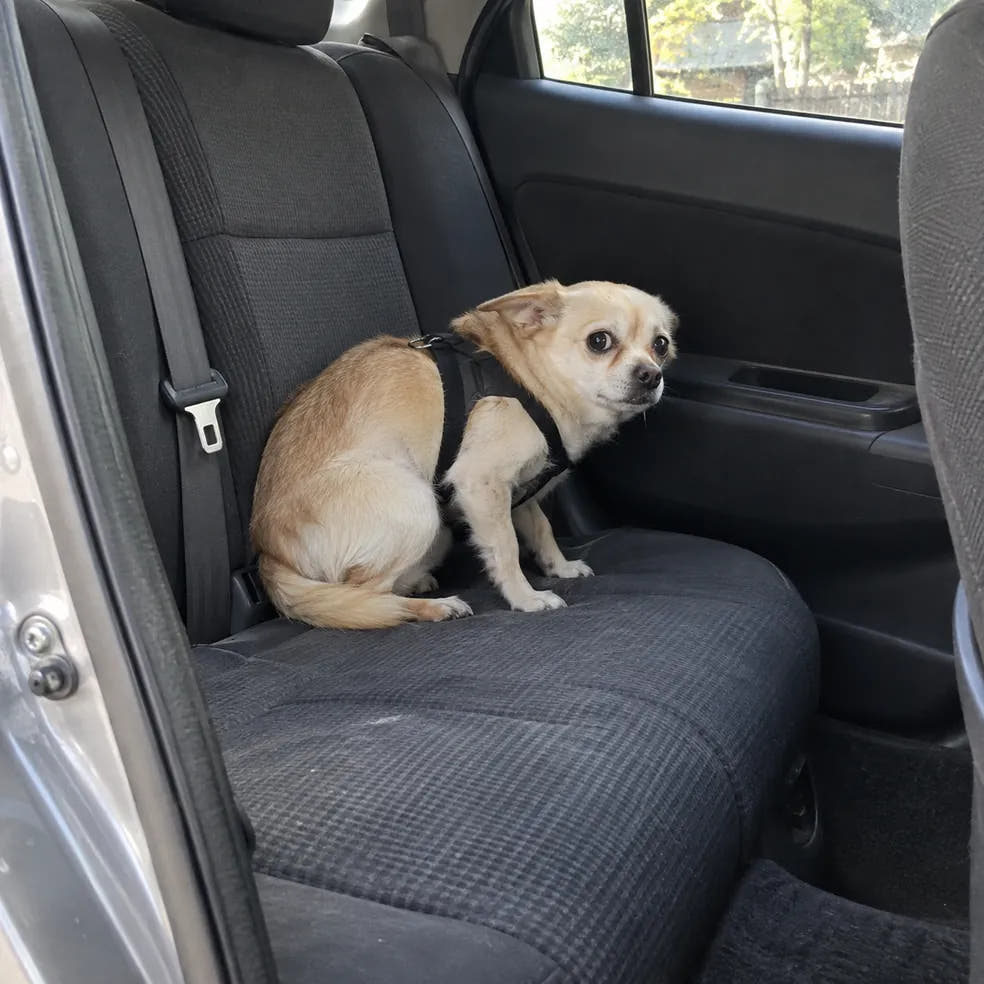 A tense dog in the back seat of a car