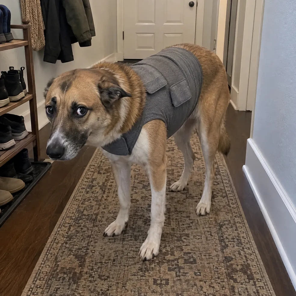A dog wearing a thunder vest