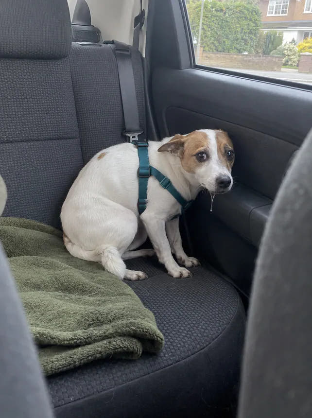 Before: trembling in the back seat