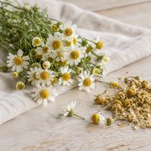 German chamomile